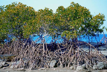 Manfaat Hutan Mangrove (Hutan Bakau) Bagi Lingkungan Manfaat Hutan Mangrove (Hutan Bakau) Bagi Lingkungan