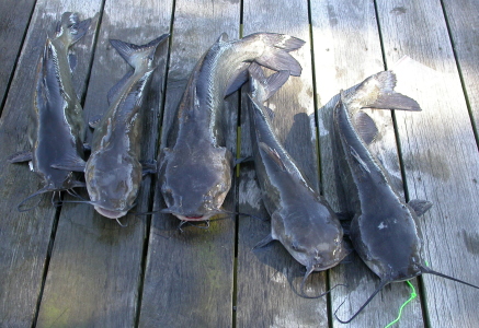 Bolehkah Ibu Hamil Makan Ikan Lele? Bolehkah Ibu Hamil Makan Ikan Lele?