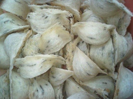 Manfaat dan Khasiat Sarang Burung Walet Bagi Kesehatan Manfaat dan Khasiat Sarang Burung Walet Bagi Kesehatan